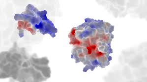 Proteasen sind an vielen biologischen funktionen beteiligt, einschließlich der verdauung aufgenommener proteine, des proteinkatabolismus (abbau alter proteine) und der. Wie Man Die Erkennung Eines Proteins Simuliert The Magazine Of The Austrian Science Fund Fwf