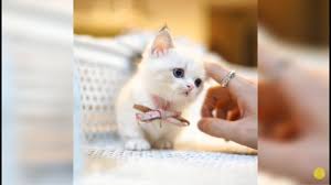Netherland dwarf baby bunny hello! Munchkin Cat Kitten Websites Kittysites Com