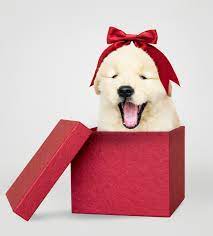 Maybe you would like to learn more about one of these? Puppy Gift Box Cheaper Than Retail Price Buy Clothing Accessories And Lifestyle Products For Women Men