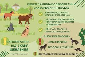 Що таке сказ, і чому це не тільки про “вкусив собака”: симптоми, лікування,  щеплення – Крижопільський медичний Центр первинної медико-санітарної  допомоги