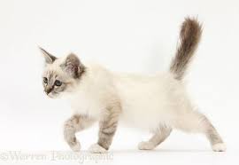 Tabby Point Birman Kitten Walking Across Photo Birman Kittens Tabby Kitten Birman Cat