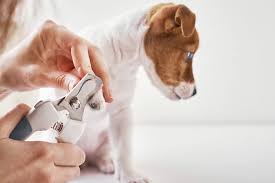 Overgrown nails cause the foot to spread or splay, and can change your puppy's gait. Dog Nail Trimming Guide How To Trim Dog Nails Safely Tractive Blog