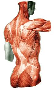 Basic anatomy, physiology, and terminology. Anatomy Back Side Muscle Torso Menschliche Anatomie Anatomie Anatomie Zeichnung