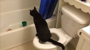 Your dream states problems and issues that you have ignored or avoided for too long. Citikitty Brings In Millions Potty Training Cats