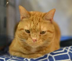 Cerebellar hypoplasia (ch) is a neurological condition in which the cerebellum is smaller than usual or not completely developed. Meet The Beautiful Blind Cat With Cerebellar Hypoplasia And Atrophic Rhinitis Who Found The Perfect Forever Home At A Sanctuary For Special Needs Kitties Meow As Fluff