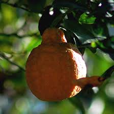 Image result for Citrus reticulata