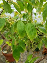 Image result for Gonatopus