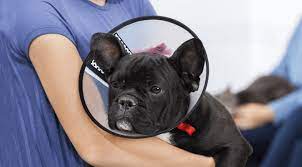 Pet clinic hours and pet clinic locations along with phone number and map with driving directions. Emergency Services Veterinarian Near S4p Vet 2 Pet Mobile
