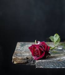 Pin On Rose Printable