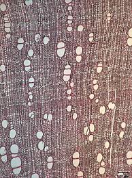 Image result for Pouteria adolfi-friederici