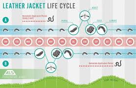 How To Stop Leatherjackets Ruining Your Lawn Cure Prevention