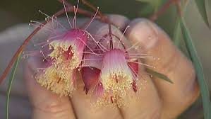 Image result for Synadenium glabratum