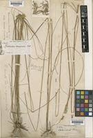 Image result for Rhytachne