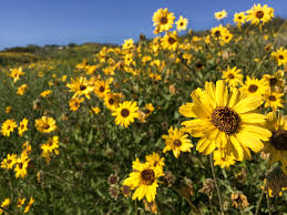 We did not find results for: Best Places To See Southern California Wildflowers This Year