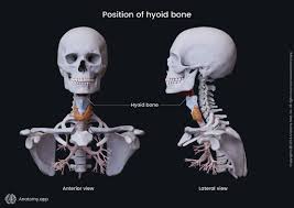 Image result for Hyoid Bone