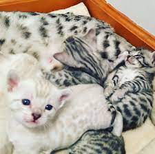Bengal Cat Kittens Price Cat S Blog