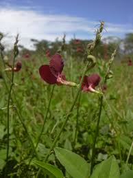 Image result for Macroptilium atropurpureum