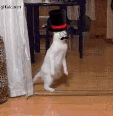 Monocle Top Hat Gif Monocle Tophat Cat Discover Share Gifs