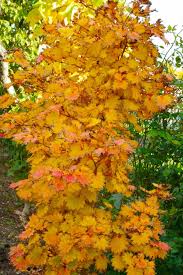 Full grown autumn moon japanese maple. Autumn Moon Japanese Maple Japanese Maple Tree Japanese Maple Small Trees For Garden