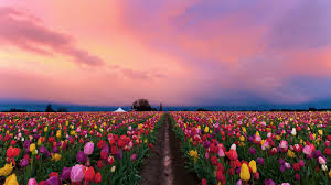 Maybe you would like to learn more about one of these? General 1920 1080 Nature Landscape Flowers Tent Clouds Sky Field Farm Red Flowers Pink Flowers Yellow Flowers Trees Oregon Usa Six Picture