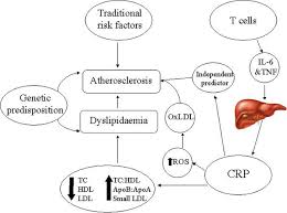 Dyslipidaemia In Rheumatological Autoimmune Diseases