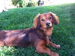 Dachshund puppies $0 pic hide this posting restore restore this posting. Standard Dachshund For Sale In Central Valley California Classified Americanlisted Com