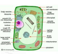 There is a printable worksheet available for download here so you can take the quiz with pen and paper. 1 Draw A Plant Cell And Label The Parts Which A Determines The Functions And Development Of The Brainly In