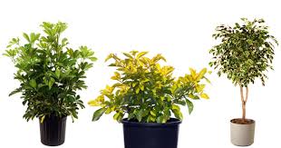 Learn more about native trees and the best garden hedges to create great habitats. Top 10 Plants To Make Hedge Around Your Garden Top 10 Plants Nurserylive Wikipedia