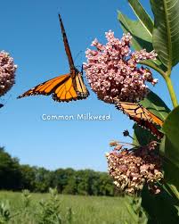 Image result for Asclepias eminens