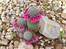 Check spelling or type a new query. 7 Amazing Cacti You Ll Find In Tucson Tucson Life Tucson Com