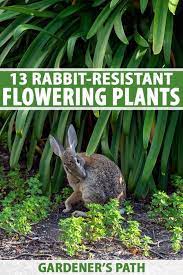 We did not find results for: 13 Flowering Plants Rabbits Will Leave Alone Gardener S Path