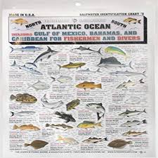 Fishermans Saltwater Fish Chart 5