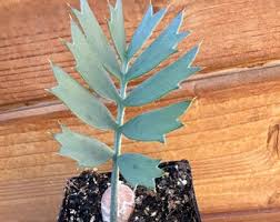 Image result for Encephalartos munchii