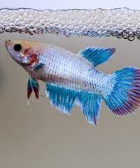 Not Found Breeding Betta Fish Betta Fish Betta Fish Tank