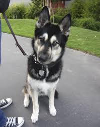 Black And Cream German Shepherd Puppy Cimg9284 The Dogs Of San Francisco Dogs Dog Friends Dog Spay