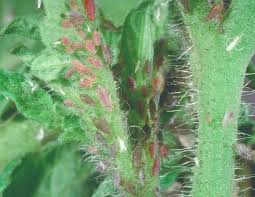 The evidence of tomato fruitworm is usually a visible black hole at the base of the fruit stem. Tomato Insect Ipm Guidelines Entomology