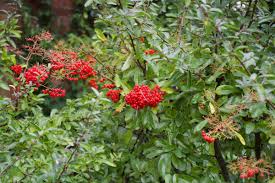 Image result for Pycnosphaera buchananii