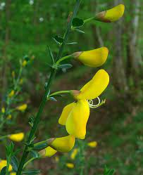 Broom Wild Flower Finder