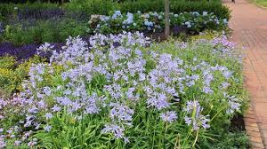 Image result for Agapanthus africanus