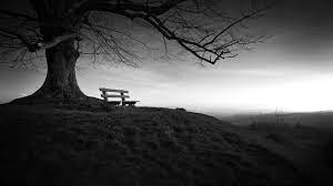 Bench Tree Dark Landscape Hd 4k Kde Store You've come to the right place!