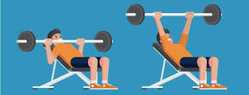 The Perfect Chest Manifesto Which Bench Press Is Best Transparent Labs