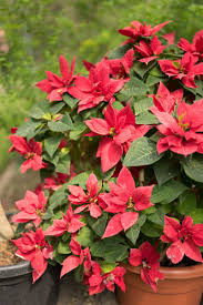 Weihnachtssterne freuen sich sehr, wenn sie den sommer über im freien verweilen dürfen. Weihnachtsstern Pflegen So Bringst Du Den Christstern Wieder Zum Bluhen Freudengarten