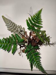 Image result for Aleuritopteris