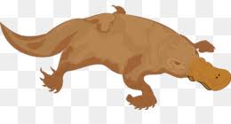 When the platypus hunts, it closes its eyes and ears, dives underwater and uses electroreceptors in its bill to detect the movements of its prey. Perry The Platypus 900 1099 Transprent Png Free Download Duck Water Bird Fish Cleanpng Kisspng