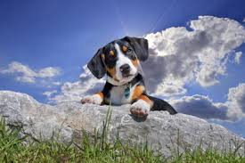 Urlaub in kärnten mit hund am see. Karnten Ferienwohnung Oder Ferienhaus Auch Mit Hund Buchen