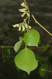 Image result for Dalbergia sissoo