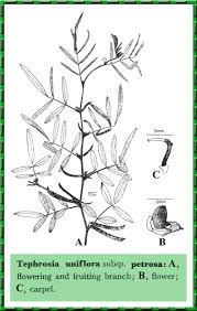 Image result for Tephrosia uniflora