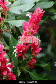 Image result for Erythrococca zambesiaca