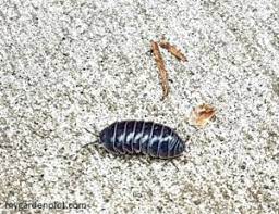 If you find this bug in your garden, do not kill it. Good And Bad Bugs In The Garden Pests And Beneficial Insects