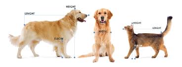 Can i fly with pets? International Pet Travel How Much Does It Cost To Take A Dog Abroad